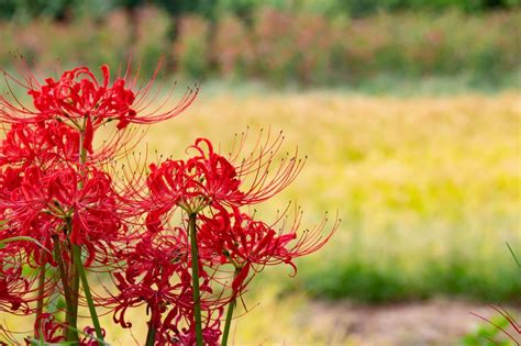 彼岸花 風水|彼岸花（曼珠沙華）の花言葉！実は怖くないその意味。